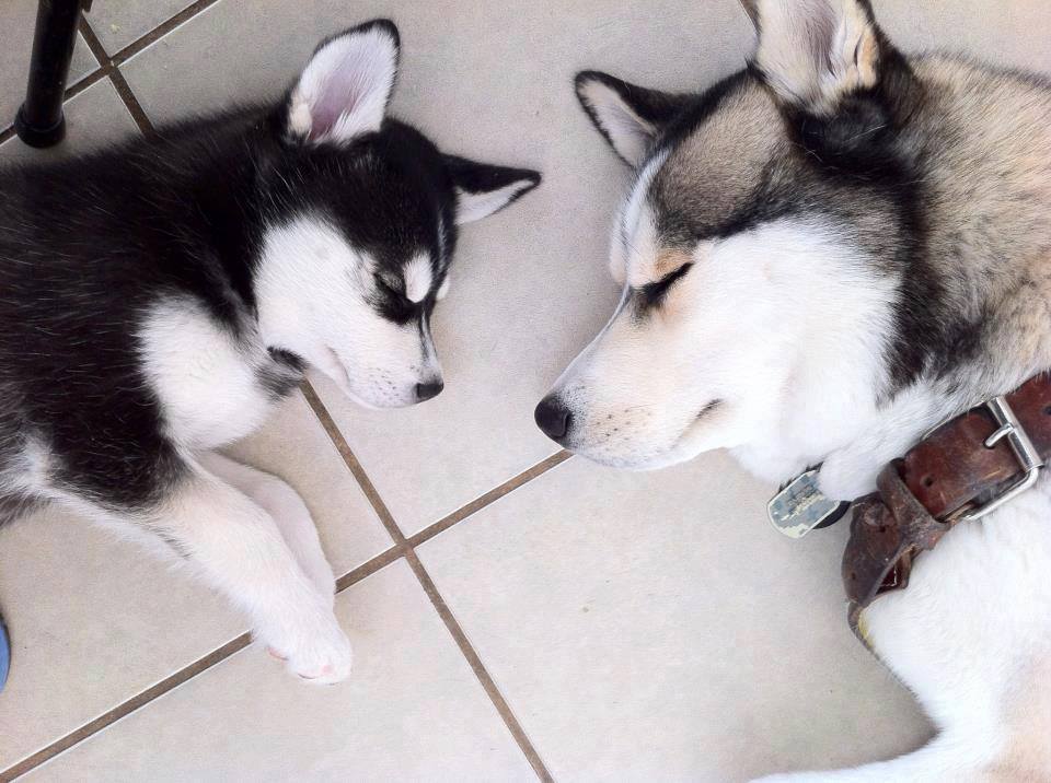 malý husky a veľký husky