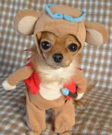 funnydogcostumes