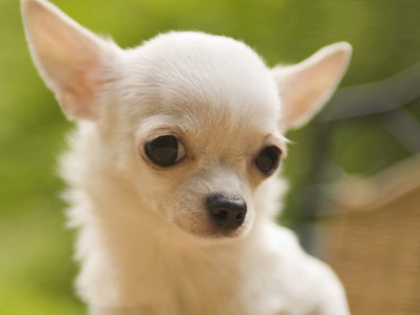 desktop-wallpapers-dog-chihuahua-free-background