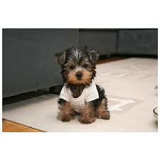 images (9)