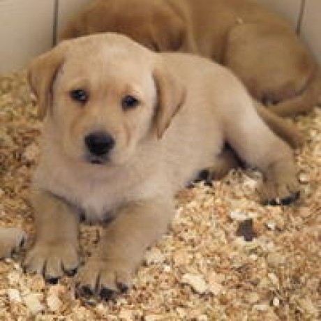 jakubov-psia-porodnica-pes-psy-labrador-foto-richard-ziska